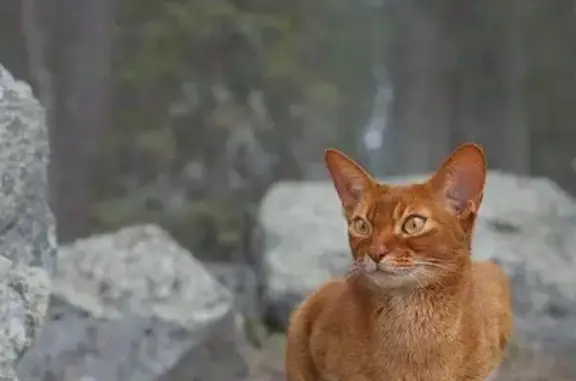 Пропала кошка, Сестрорецк, 1-я Поперечная, 13