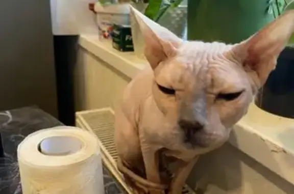 Кошки потеряшки, Кунгур, фото: Потеряшка кошка, Загородная ул., 17, Кунгур