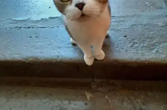 Найденные животные Новокузнецк, фото: Кошка найдена: ул. Ленина, 79, Новокузнецк