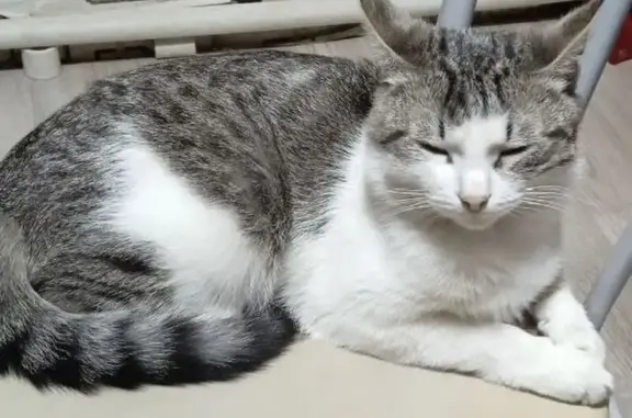 Кошки потеряшки, Шахунья, фото: Потеряшка кошка, Яранское шоссе, Шахунья