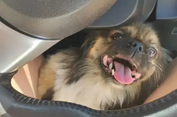 Найдена собака, Дъектиекское, фото: Найдена собака, Чуйский тракт, Дъектиек