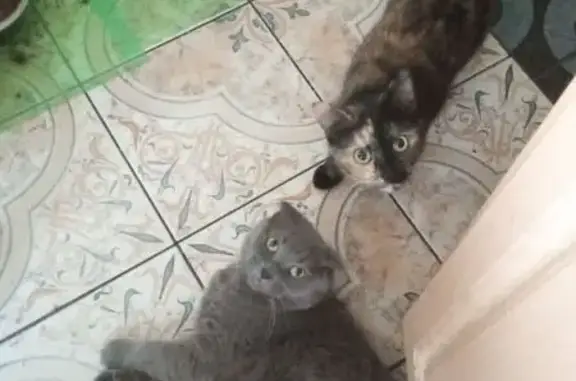 Объявления о пропавших и найденных животных, Тверь, фото: Пропала кошка, Молодёжный б-р, 5, Тверь