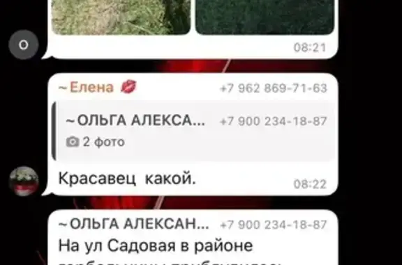 Собака найдена: ул. Гагарина 293, Кропоткин