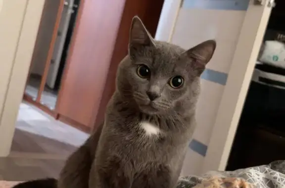 Пропала кошка, Набережная ул., 2, Излучинск