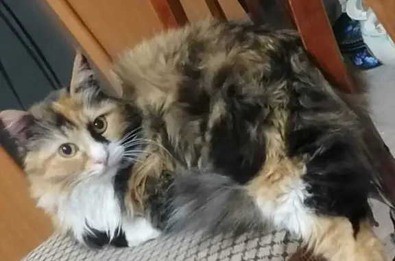 Кошки потеряшки, Киров, фото: Потеряшка кошка, Сормовская 28, Киров