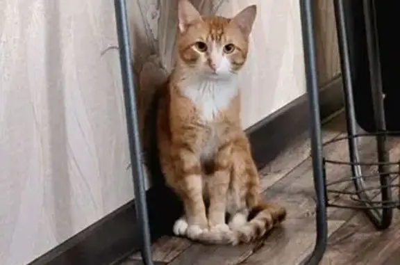 Кошки потеряшки, Тулун, фото: Потеряшка кошка, ул. Коммуны, Тулун