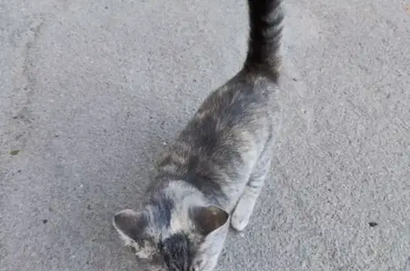 Найдена кошка, Вологда, фото: Найдена кошка, ул. Чехова 1, Вологда