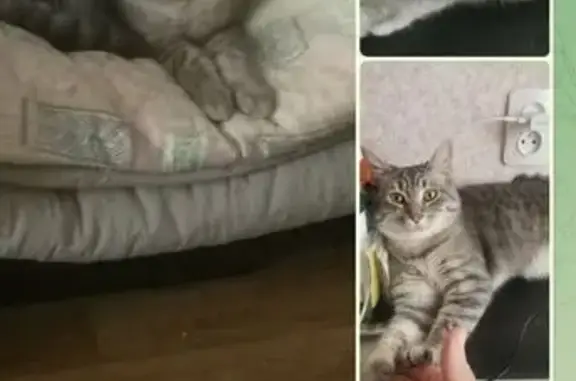 Пропала кошка, ул. Ленина 37, Ленинск