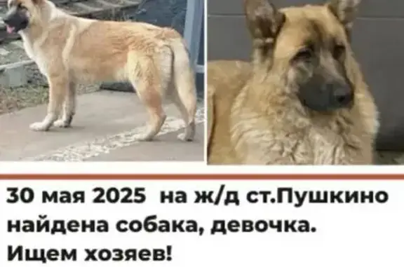 Собака найдена: Будайская ул, 2, Москва