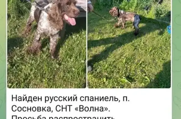 Найдена собака, Челябинск, фото: Спаниель найден: ул. Калинина, 40Б, Челябинск