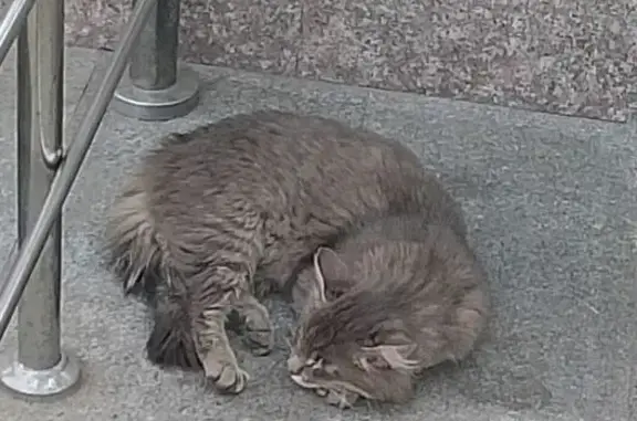 Кошка найдена у метро Северный, Казань