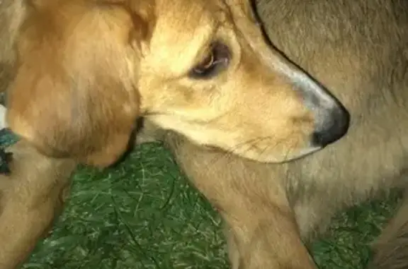 Собака найдена: Командорская ул. 87, Краснодар