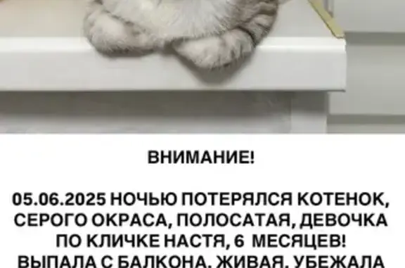 Пропала кошка, Уфа, Российская 43/10