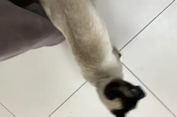 Найдена кошка, Чебоксары, Чувашия