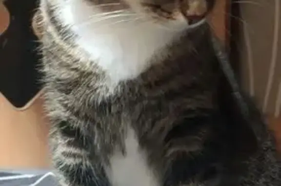 Пропала кошка, ул. Свердлова, 26, Качканар