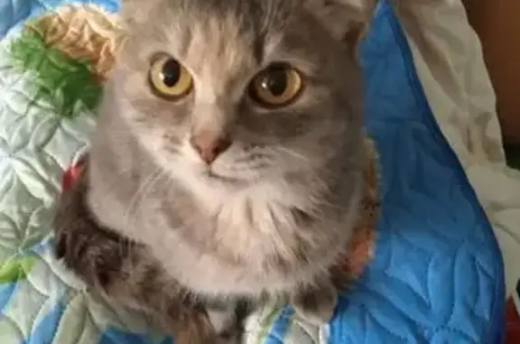 Найдена кошка, Иваново, фото: Найдена кошка, ул. Кудряшова, 123, Иваново