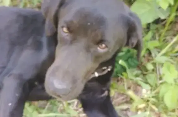 Собака найдена на ул. Писарева, Калуга