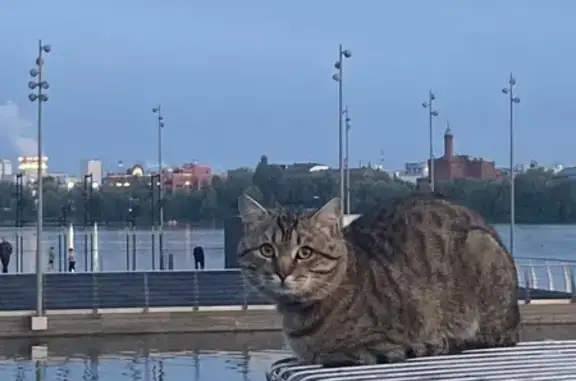Кошка найдена: ул. Салимжанова, 7/1, Казань