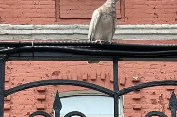 Голубь найден: Мажоров пер., 1...