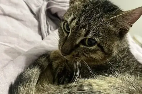 Кошки потеряшки, , фото: Потеряшка кошка, ул. Крупской, 55А