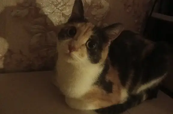 Кошки потеряшки, Дрезна, фото: Потеряшка кошка, Южная ул. 3, Дрезна