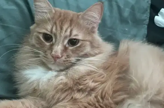 Пропала кошка, ул. Читинская, 1, Томск