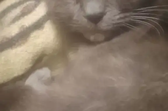 Британская кошка найдена на Пархоменко, 26