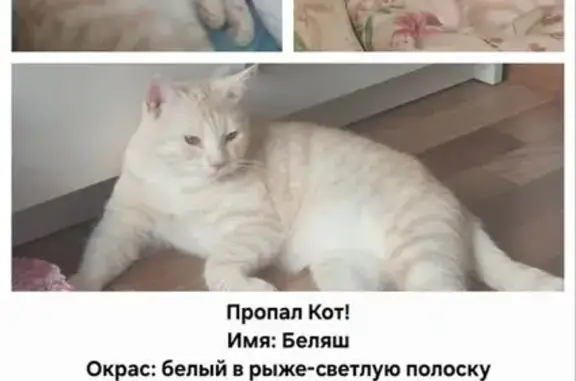 Пропала кошка, Ясная ул. 18, Ивановка