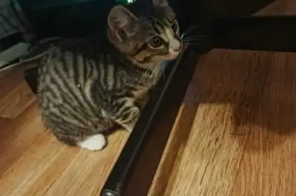 Найденные животные Томск, фото: Найдена кошка, Томск, Мельничная 51