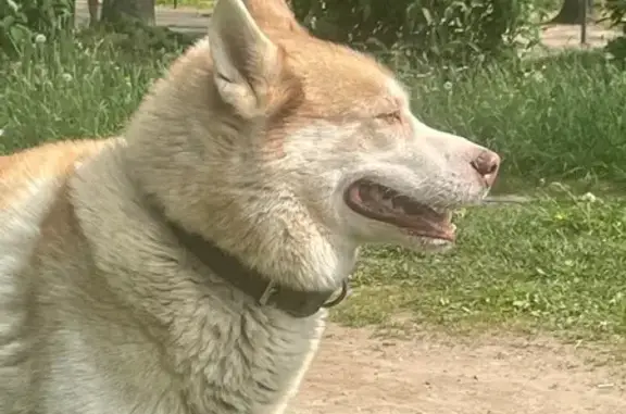 Собака найдена на Блюхера 48/5, Ярославль