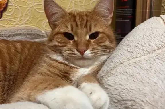 Пропал котик на Ленина, 22, Выездное