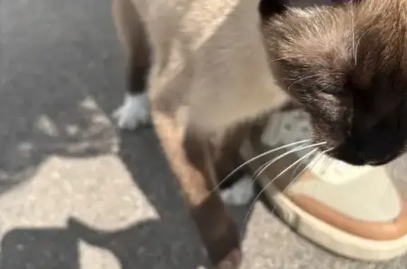 Кошка найдена: ул. Пирогова, 72А, Воронеж