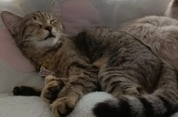 Кошки потеряшки, Кыштым, фото: Потеряшка кошка, ул. Ленина, 13, Кыштым