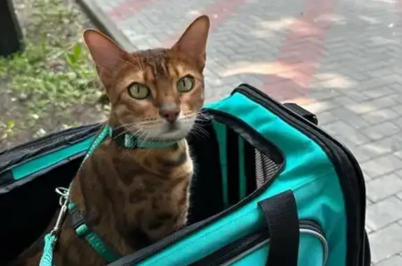 Кошки потеряшки, Химки, фото: Потеряшка кошка, ул. Калинина 13, Химки