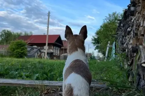 Пропала собака на ул. Зелёная, Сидоровское