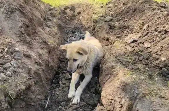 Собака найдена: Объездное шоссе, Балашиха