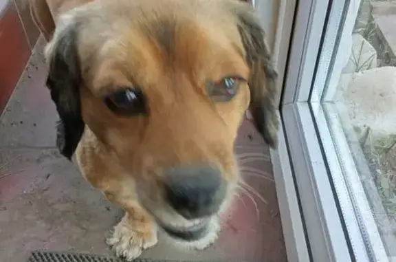 Найдена собака, Тамбов, фото: Собака найдена: Селезнёвская 170, Тамбов