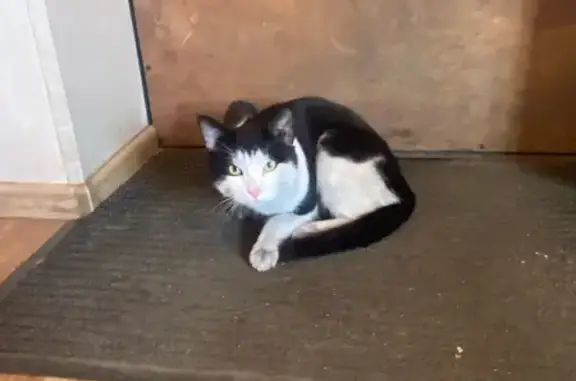 Найдена кошка, Мурманск, фото: Кошка найдена на Свердлова, Мурманск