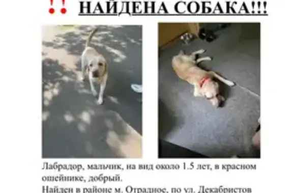 Найдена собака, Москва, фото: Собака найдена: Декабристов, 20 к3, Москва