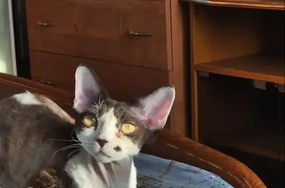 Кошки потеряшки, Архангельск, фото: Потеряшка кошка, Воронина 31 к3, Арх.