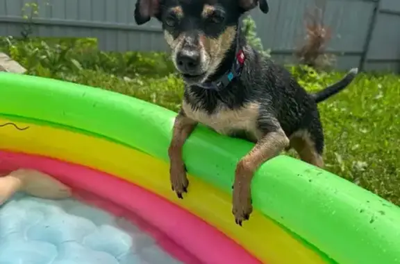 Найдена собака, Воинская ул. 164, НСК