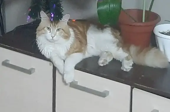 Пропала кошка, Солонцы, ул. Рыжий м белым 122