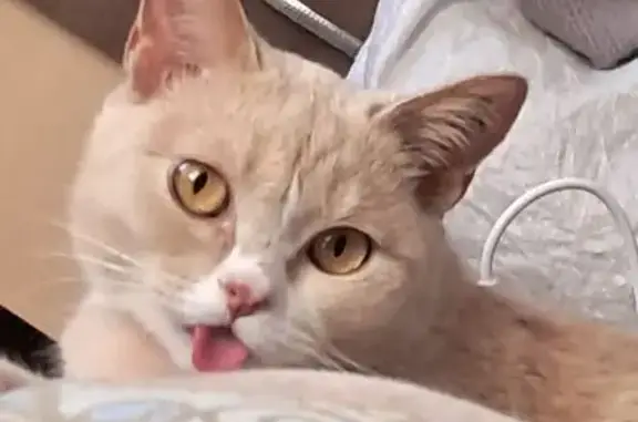 Пропала кошка в Старой Балахонке