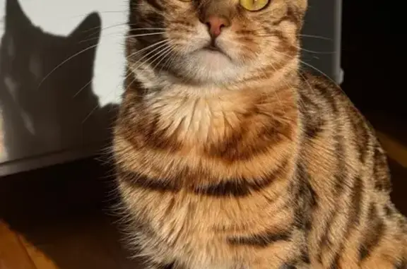 Кошки потеряшки, Красноярск, фото: Потеряшка кошка, Линейная ул. 76, Красноярск