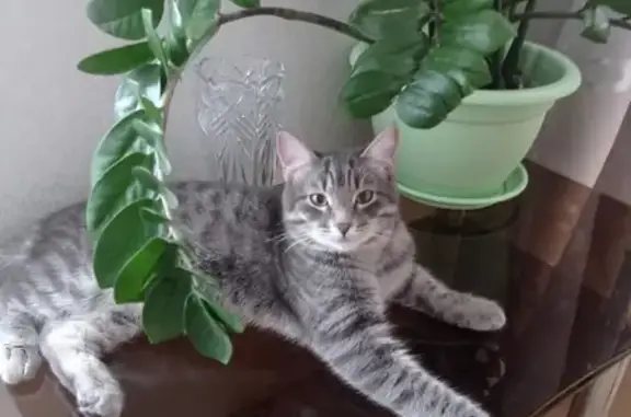 Кошки потеряшки, Кунгур, фото: Потеряшка кот, ул. Космонавтов, 6, Кунгур