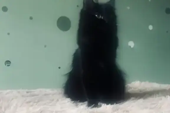 Потерянные животные Ханты-Мансийск, фото: Пропала кошка на ул. Мира, 52А, Х-Мансийск