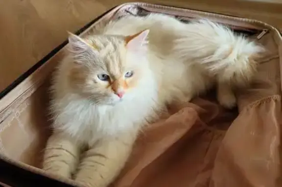 Кошки потеряшки, Якутск, фото: Потеряшка кошка, Сергеляхское шоссе 10 км