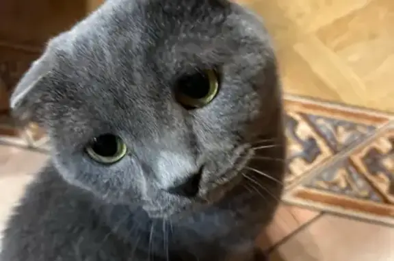 Кошки потеряшки, Токсово, фото: Потеряшка кошка, Широкая ул. 11А, Токсово