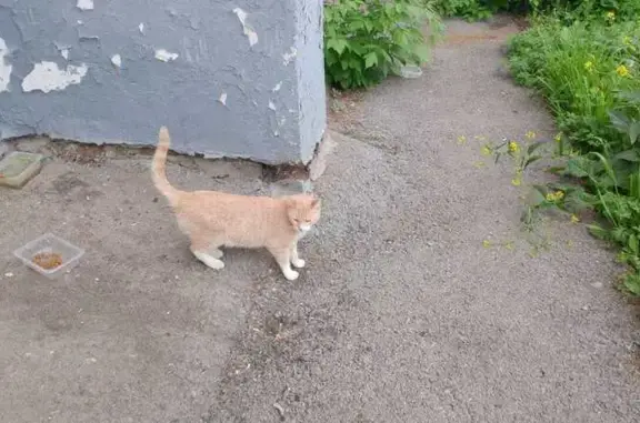 Найдена кошка, Уфа, фото: Кошка найдена: ул. Ш. Руставели, 19, Уфа