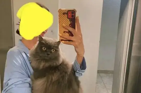 Кошка найдена: Московская ул., 118 к1, Краснодар